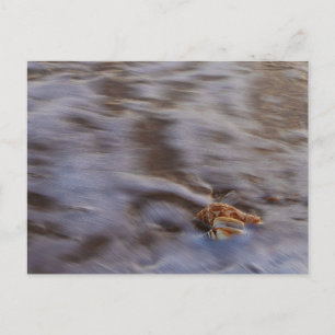 Cartões marítimos em Surf