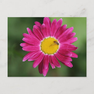 Cartões Painted Daisy e mais