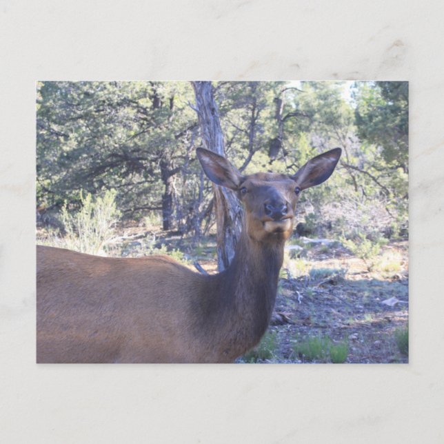 Cartões postais (Frente)