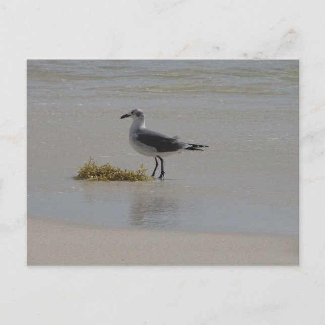 cartões postais (Frente)