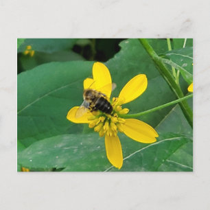 Cartões Postais Abelha em Flor Amarela Personaliza