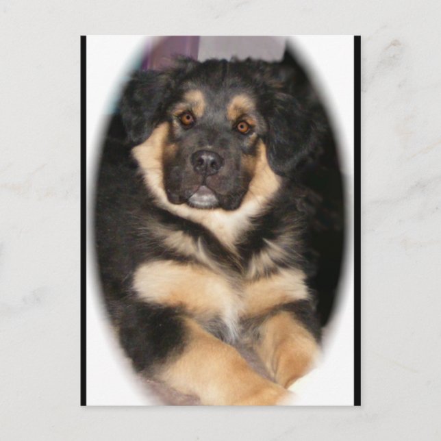 Cartões postais adoptable_GSD_mix (Frente)