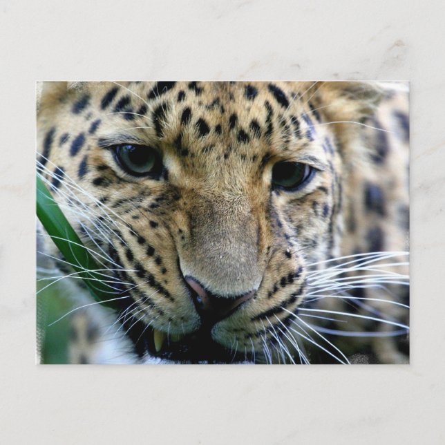 Cartões postais Amur Leopard (Frente)