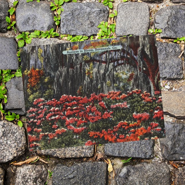 Cartões postais Azaleas em Bloom em Savana GA (Criador carregado)