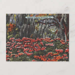 Cartões postais Azaleas em Bloom em Savana GA