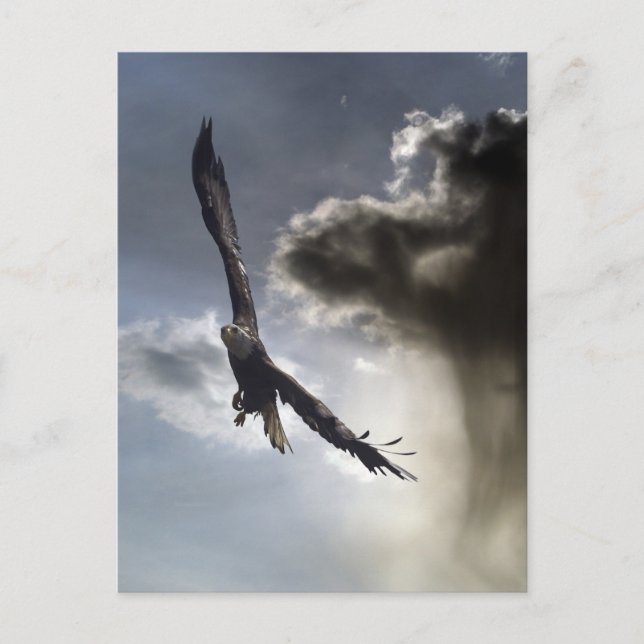 Cartões postais Bald Eagle (Frente)
