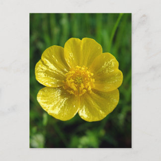 Cartões postais Buttercamp