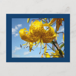 cartões postais Céu Azul Lilies Amarelas de Verão