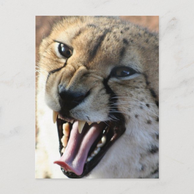 Cartões postais Cheetah Snarl (Frente)