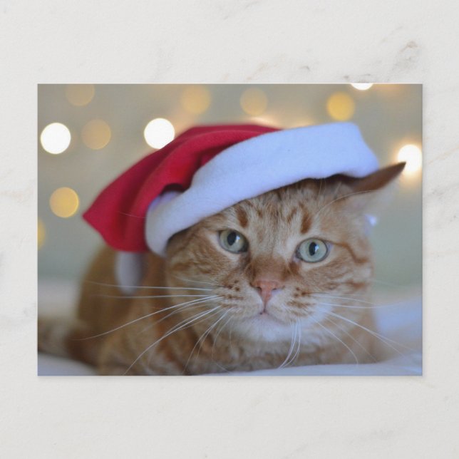 CARTÕES POSTAIS CHRISTMAS CUTE GINGER CAT (Frente)