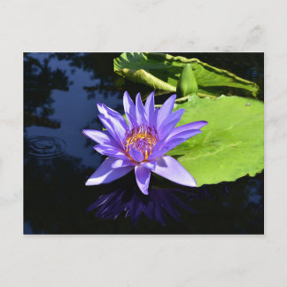 Cartões Postais Colecionáveis de Nenúfar Roxo