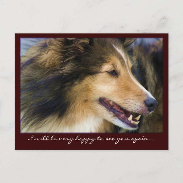 Cartões postais Collie personalizáveis (Frente)