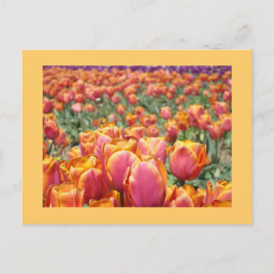 Cartões postais Coloridos da Flor das Tulipas pers