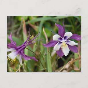 Cartões postais Columbine Flowers