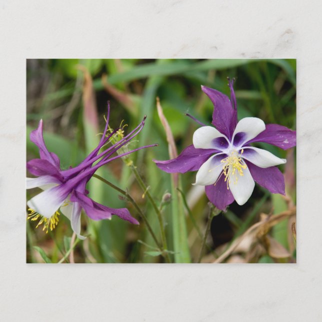 Cartões postais Columbine Flowers (Frente)