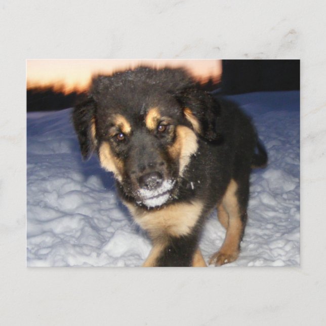 Cartões postais com bobo (Frente)