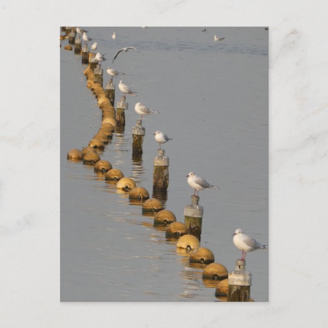 Cartões postais com gaivotas em Polonês DIY (Frente)