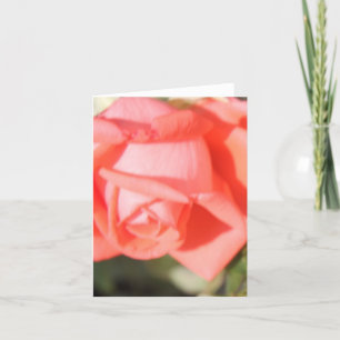 Cartões Postais Coral Rose