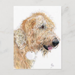 Cartões postais Cream Labradoodle