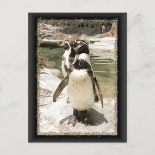 Cartões postais Cute Humboldt Penguin