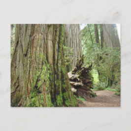 Cartões postais da árvore Redwood Grandes Redwoods