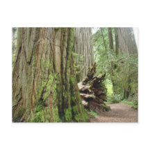 Cartões postais da árvore Redwood Grandes Redwoods