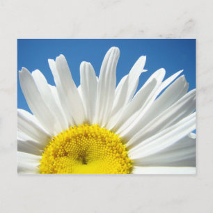 Cartões postais da flor da margarida personalizado