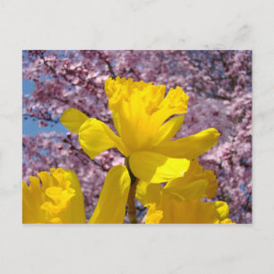 Cartões postais da primavera Flores de Narciso Flo