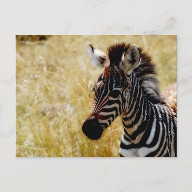 Cartões postais da vida selvagem Zebra Foal (Frente)