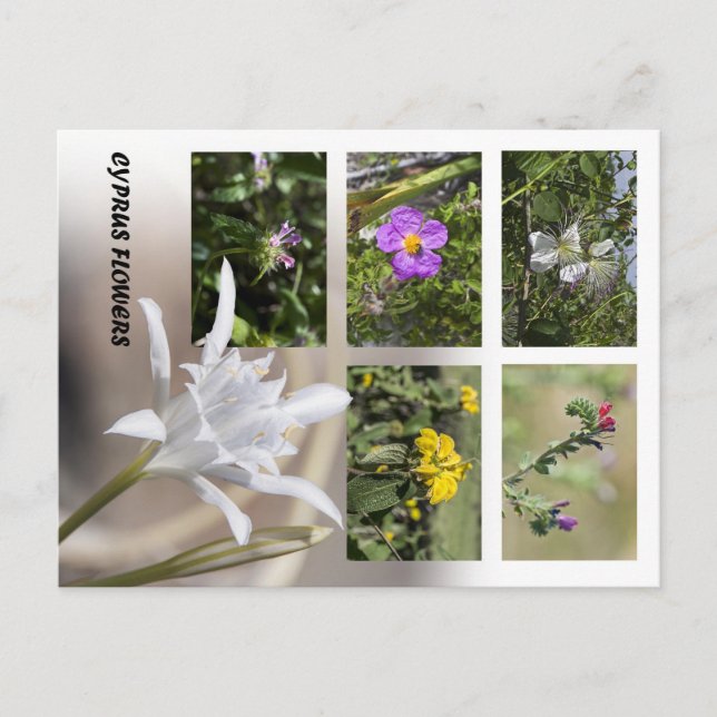 Cartões postais das flores de Chipre (Frente)
