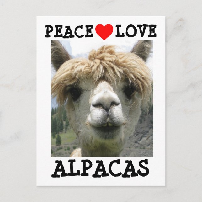 CARTÕES POSTAIS DE AMOR DE ALPACA (Frente)