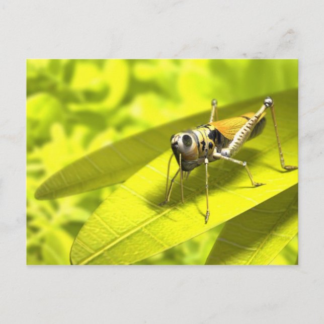 Cartões postais de animais 34 (Frente)