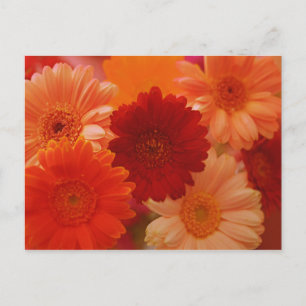 Cartões Postais de Arte de Flor de Gerbera Laranja