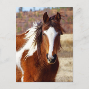 Cartões Postais de Cavalo Pintado Bonito