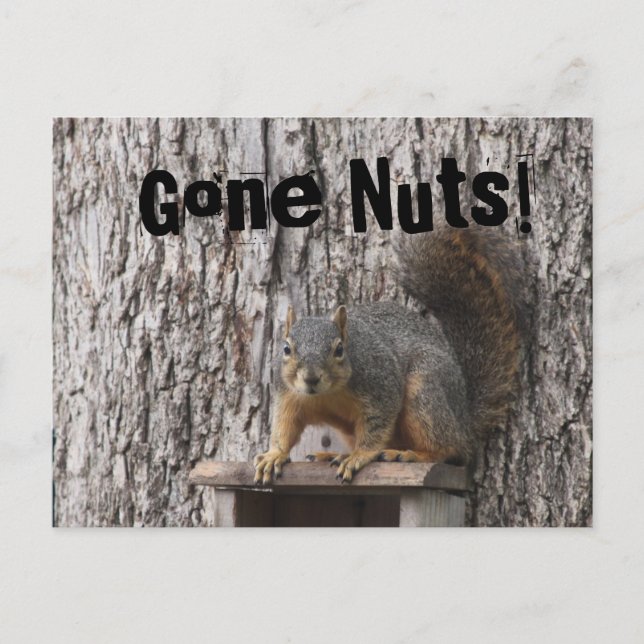 Cartões postais de esquilo (Frente)