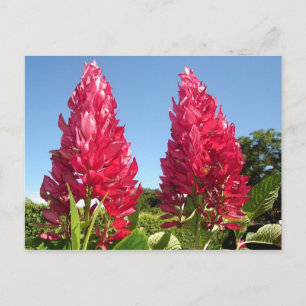 Cartões postais de flores