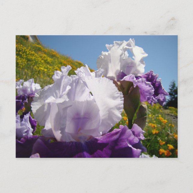 Cartões postais de Flores de Íris Roxo Íris Person (Frente)