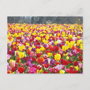 Cartões postais de flores de tulipa Tulipas da Pri