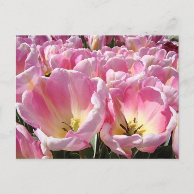 Cartões postais de flores de tulipa Tulipas Rosa J (Frente)