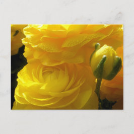 Cartões Postais de Flores Ranunculus Amarelo Brilh