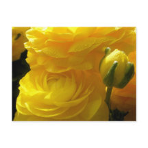 Cartões Postais de Flores Ranunculus Amarelo Brilh