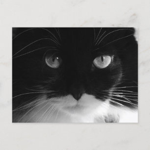 Cartões postais de FOTO TUXEDO CAT
