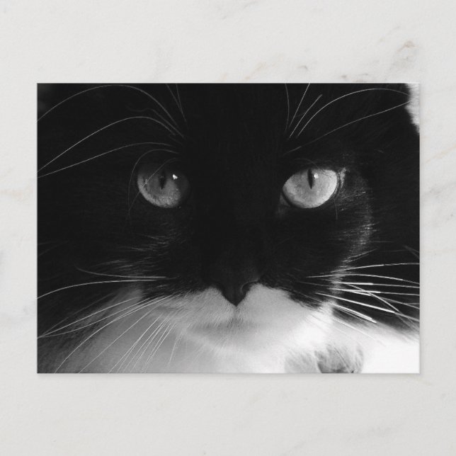 Cartões postais de FOTO TUXEDO CAT (Frente)