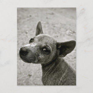 CARTÕES POSTAIS DE FOTOGRAFIA EM CÃO