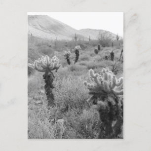 Cartões postais de fotos B&W do deserto de Cholla