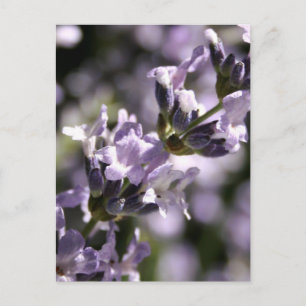Cartões postais de Herbos de lavanda