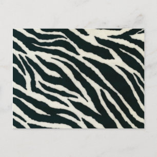Cartões Postais de Impressão de Zebra Preto e Bran