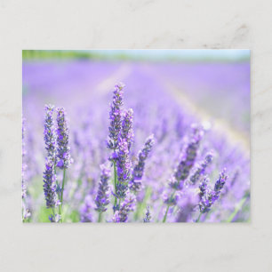 Cartões postais de Lavanda