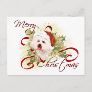 Cartões postais de Natal Bichon Frise