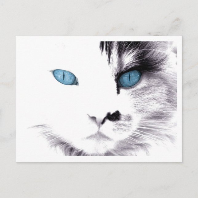 Cartões postais de olhos de gato (Frente)